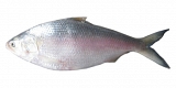 Hilsa Fish (1000 g to 1200 g )BD